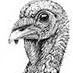 wild_turkey's avatar