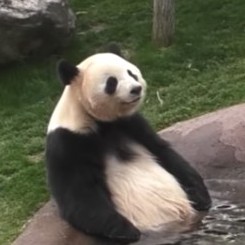 panda_69's avatar