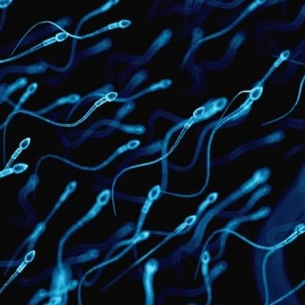 sperm's avatar