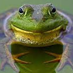 bullfrog's avatar